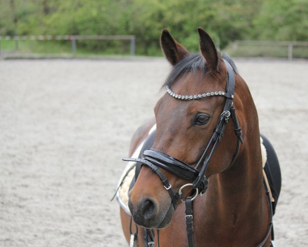 horse Avellino TL (German Riding Pony, 2016, from Amarillys Sensation D)