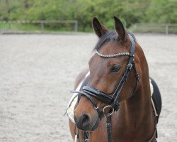 Pferd Avellino TL (Deutsches Reitpony, 2016, von Amarillys Sensation D)