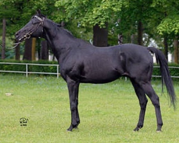 stallion Dounba xx (Thoroughbred, 1987, from Kaldoun xx)