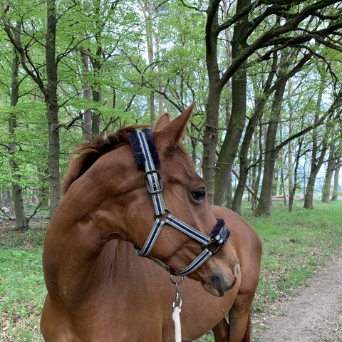 dressage horse Viva la Vida (Oldenburg, 2018, from Morricone)