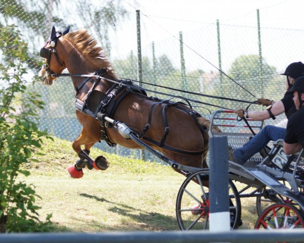 Zuchtstute Contessa (Deutsches Reitpony, 2006, von Auheim's Maximus)