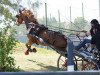 broodmare Contessa (German Riding Pony, 2006, from Auheim's Maximus)