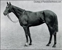 broodmare Pretty Polly xx (Thoroughbred, 1901, from Gallinule xx)