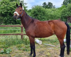 dressage horse Rahmani (Westphalian, 2011, from Rock Forever NRW)