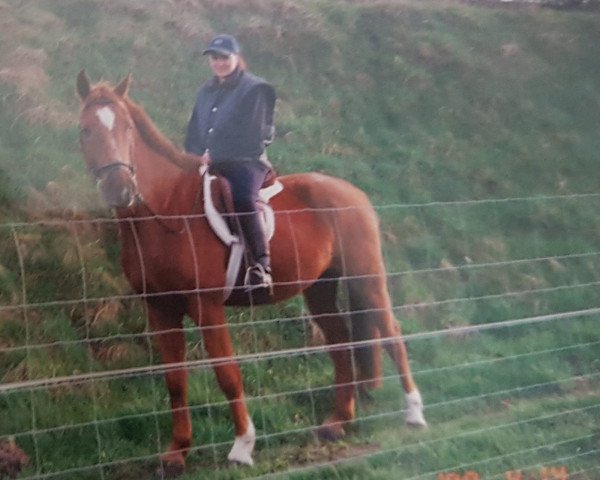 horse Dioscur (Noble Warmblood, 1986, from Istro)