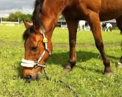 dressage horse Monte (German trotters, 1989, from Star Houberg)