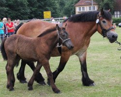 broodmare Espe (Rhenish-German Cold-Blood, 1998, from Eldor)