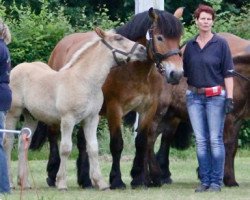 Pferd Henrie (Rheinisch-Deutsches Kaltblut, 2012, von Helmut)