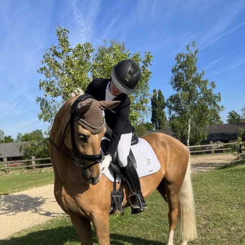 dressage horse Nice Place (German Riding Pony, 2018, from Fs Numero Uno)