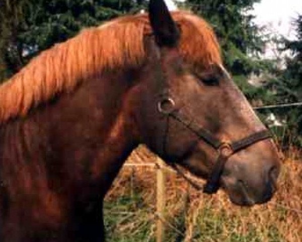 stallion Bube (Schleswig Heavy Draft, 1994, from Banause)