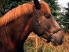 stallion Bube (Schleswig Heavy Draft, 1994, from Banause)