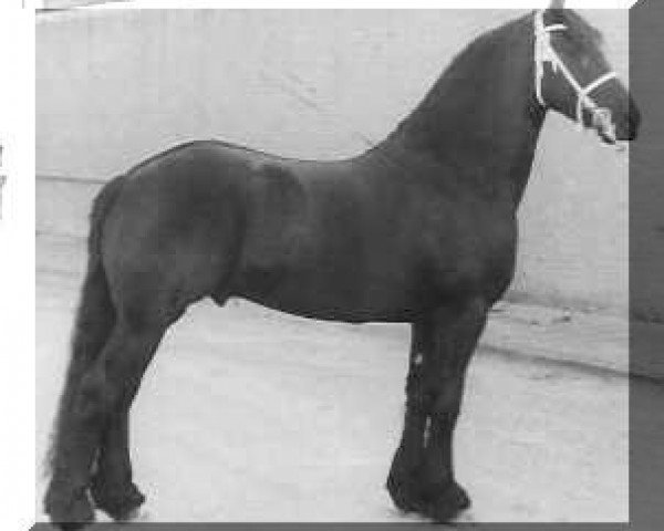 stallion Teake 237 (Friese, 1979, from Fokke 217)