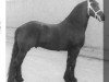 stallion Teake 237 (Friese, 1979, from Fokke 217)