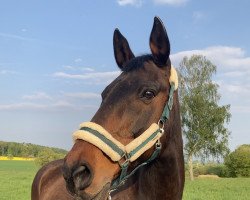 horse Castaro (Hanoverian, 1999, from Cadiz)