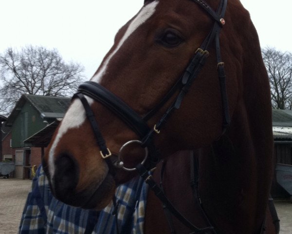 dressage horse Le Baron (Hanoverian, 2004, from Londonderry)