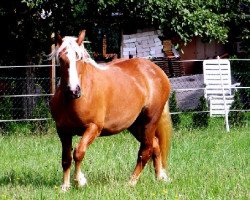 broodmare Julaika-Fee (Black Forest Horse, 2006, from Feldsee)