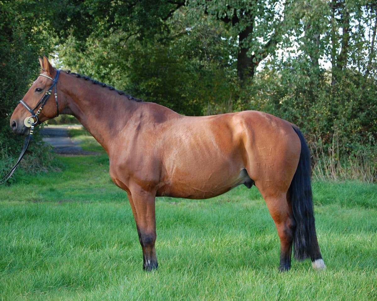 horse Vortinggards Royal Intermezzo (Hanoverian, 1993, from Royal Z I)