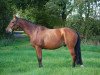 horse Vortinggards Royal Intermezzo (Hanoverian, 1993, from Royal Z I)