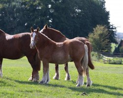 Pferd Dora (Schleswiger Kaltblut, 2009, von Wacholder)