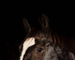 jumper Mc Fly 12 (German Sport Horse, 2007, from Mill Reef)