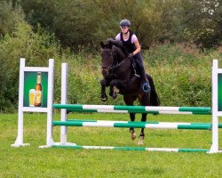 jumper Amy (German Sport Horse, 2013, from Cheetano)