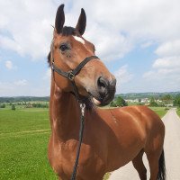 dressage horse Fanni 62 (Bayer, 2012, from Glock's Johnson Tn)