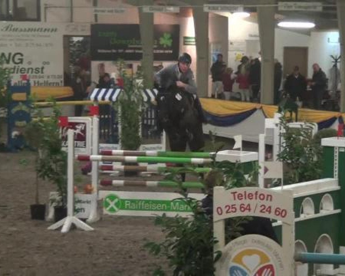Springpferd Enorm 23 (Württemberger, 2006, von Escudo I)