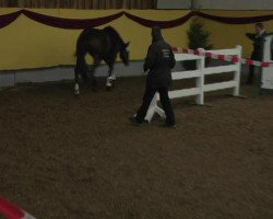 jumper Shila F (Oldenburg show jumper, 2009, from Sir Shutterfly)