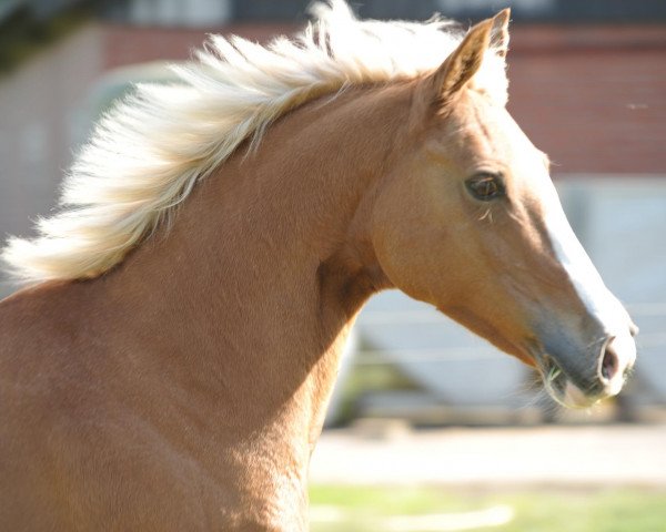 broodmare Lady-Lou (German Riding Pony, 1996, from Leonardo)
