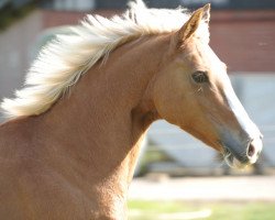 Zuchtstute Lady-Lou (Deutsches Reitpony, 1996, von Leonardo)