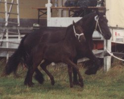 Zuchtstute Tynka aus dem Wendland (Friese, 1998, von Teake 237)