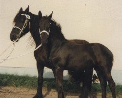 horse Saskja aus dem Wendland (Friese, 1997, from Teake 237)