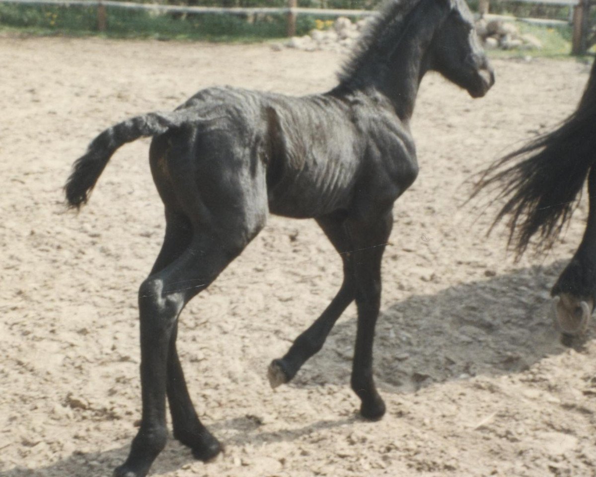 horse Rykje aus dem Wendland (Friese, 1997, from Teake 237)
