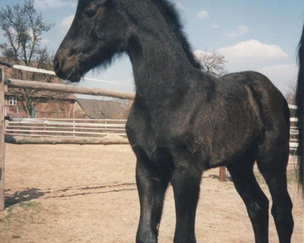 broodmare Maya aus dem Wendland (Friese, 1996, from Teake 237)