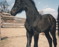 broodmare Maya aus dem Wendland (Friese, 1996, from Teake 237)