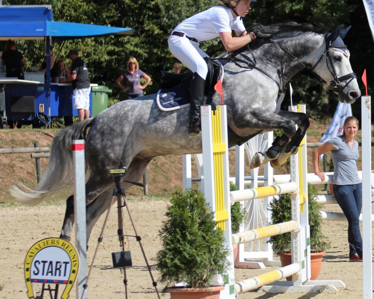 Springpferd Loi Dor (Westfale, 2001, von Lamerto H)