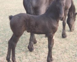 broodmare Jaike aus dem Wendland (Friese, 1995, from Marko 262)