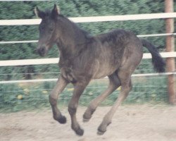 horse Joris aus dem Wendland (Friese, 1995, from Rypke 321)