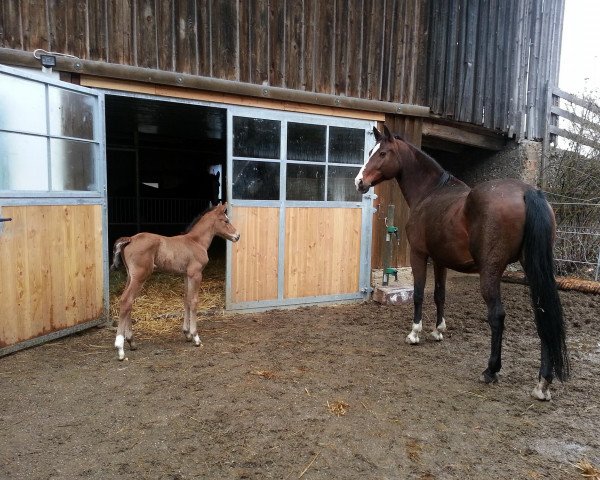 Zuchtstute Karin (Österreichisches Warmblut, 1998, von Grey Poupon)