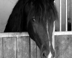 Dressurpferd Heubach's Midas (Welsh-Cob (Sek. D), 2005, von Heubach's Mystery Prince)