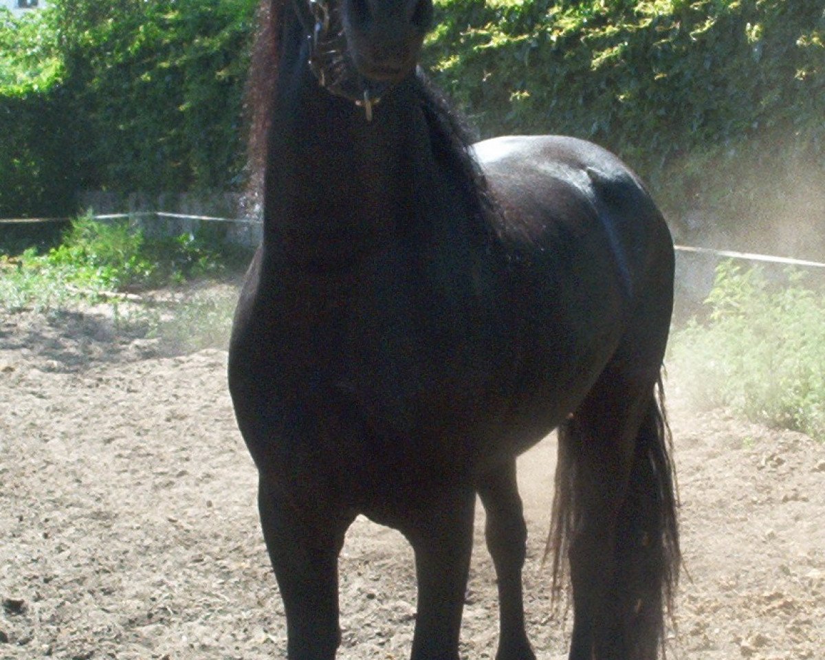 horse Aiko aus dem Wendland (Friese, 2000, from Brandus 345)
