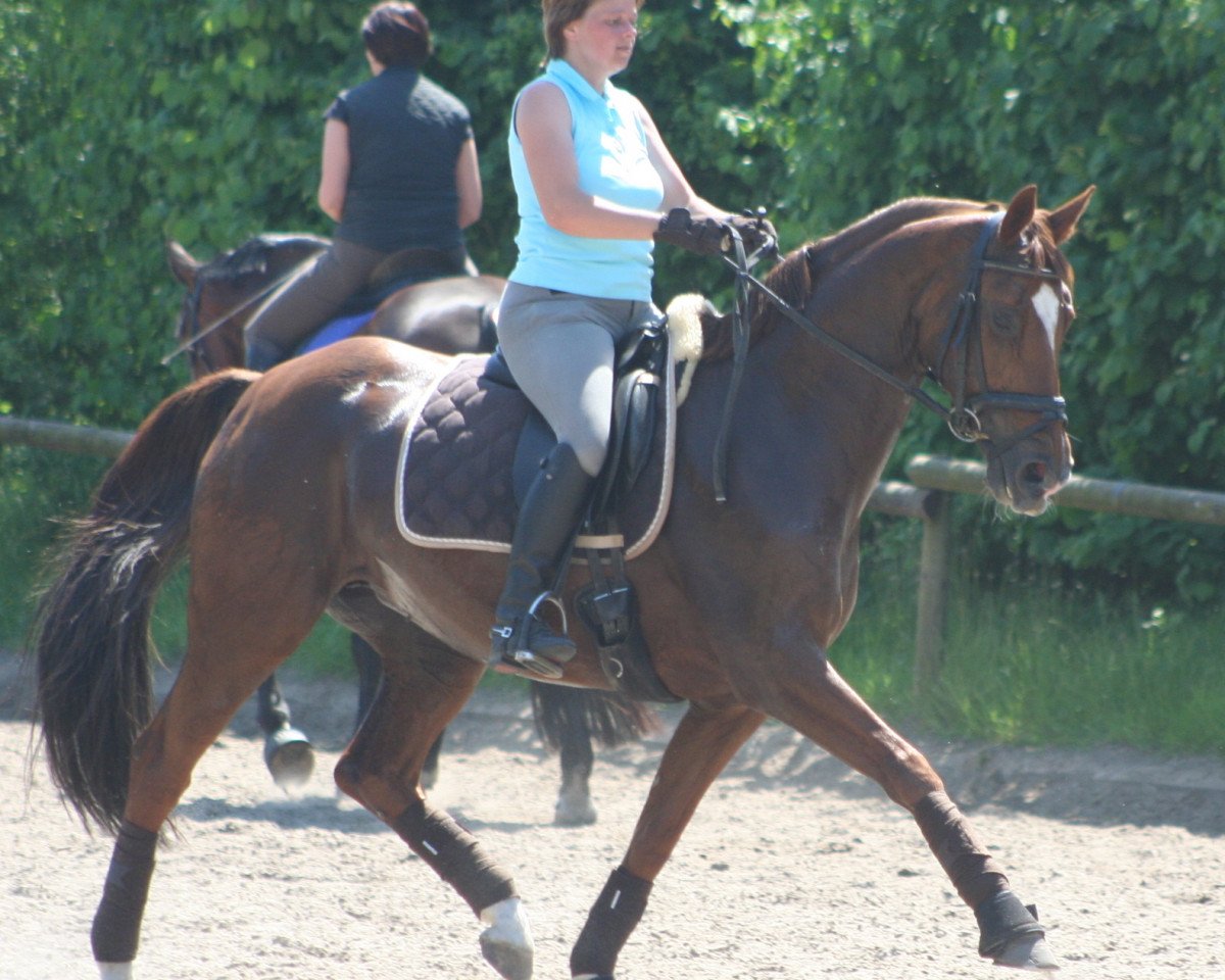 horse Donna Primera (Hanoverian, 1993, from Don Primero)