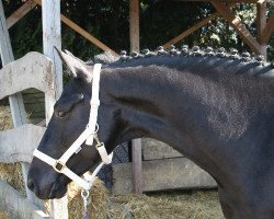 Pferd Cascadeur Noir (Trakehner, 2004, von Buddenbrock)