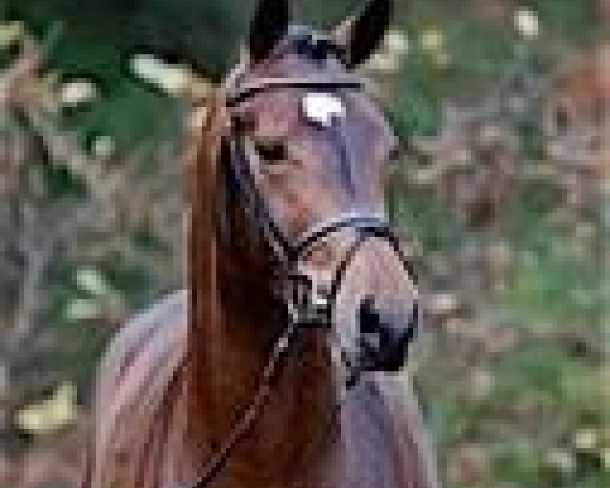 stallion Chekandino (Holsteiner, 2004, from Contender)