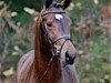 stallion Chekandino (Holsteiner, 2004, from Contender)