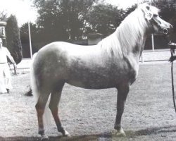 broodmare Meta (Haflinger, 1991, from Mithras)