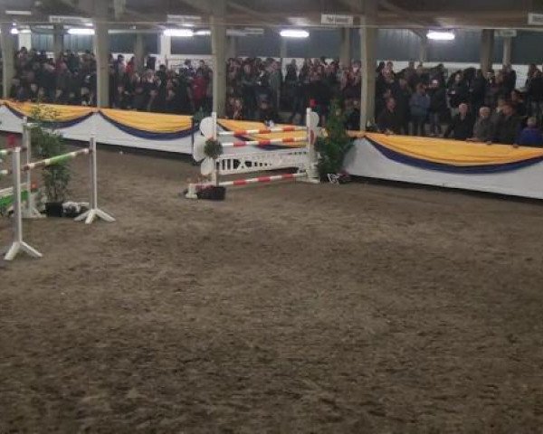 jumper Gladstone van de Trimbachhoeve (Belgian Warmblood, 2004, from Thunder van de Zuuthoeve)
