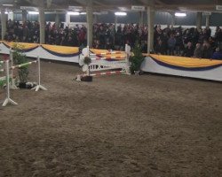 Springpferd Gladstone van de Trimbachhoeve (Belgisches Warmblut, 2004, von Thunder van de Zuuthoeve)