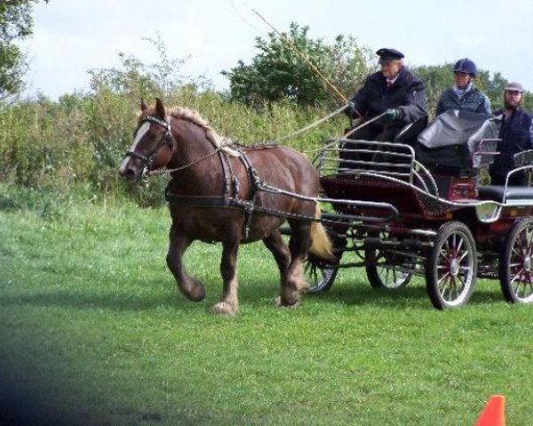 Zuchtstute Zaunkönigin (Schleswiger Kaltblut, 2005, von Torsballig)