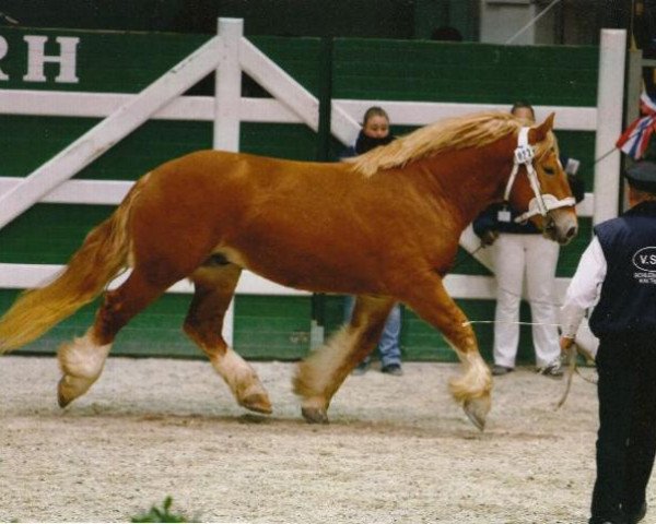 stallion Bismark (Schleswig Heavy Draft, 2007, from Waechter)